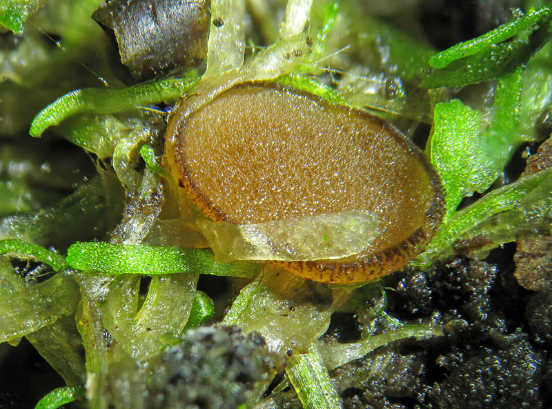 Sphaerosporella brunnea